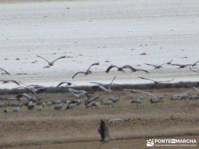 Hoces y cañones del Río Gallo - Grullas en Laguna Gallocanta;senderismo ruidera